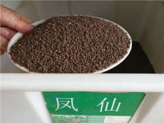 鳳仙花種子