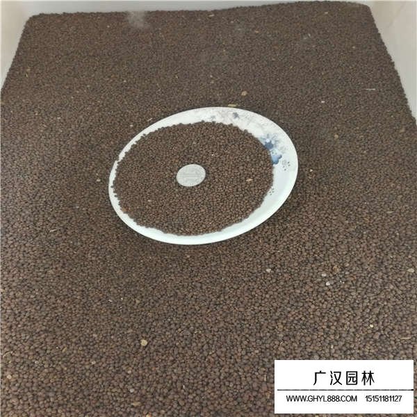 鳳仙花種子(圖3)