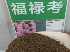 福祿考種子
