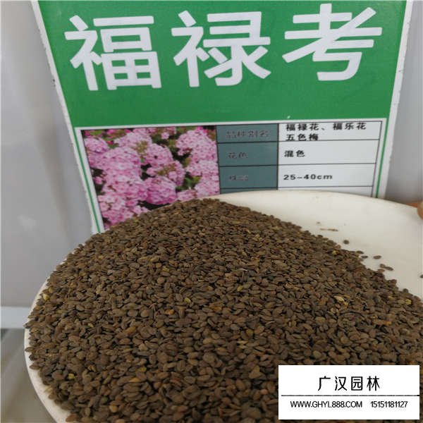 福祿考種子(圖1)