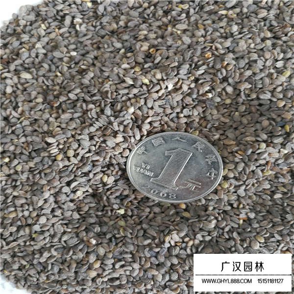 福祿考種子(圖3)