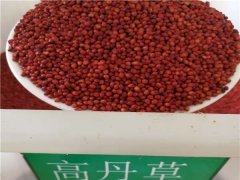 高丹草種子