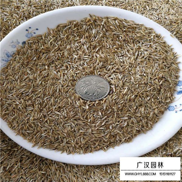 高羊茅種子(圖2)
