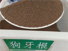 狗牙根種子