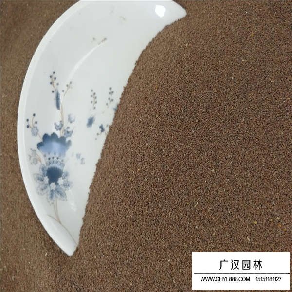 狗牙根種子(圖3)