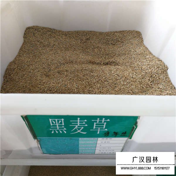 黑麥草種子(圖1)