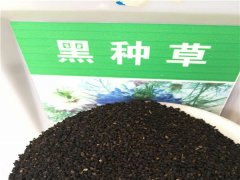 黑種草種子