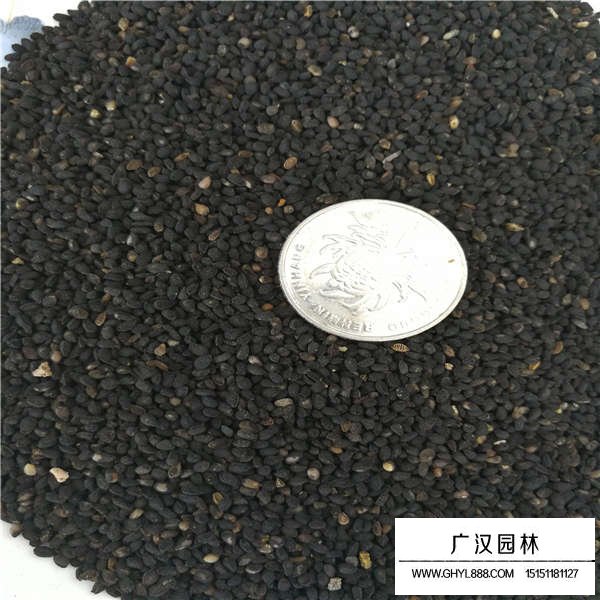 黑種草種子(圖3)