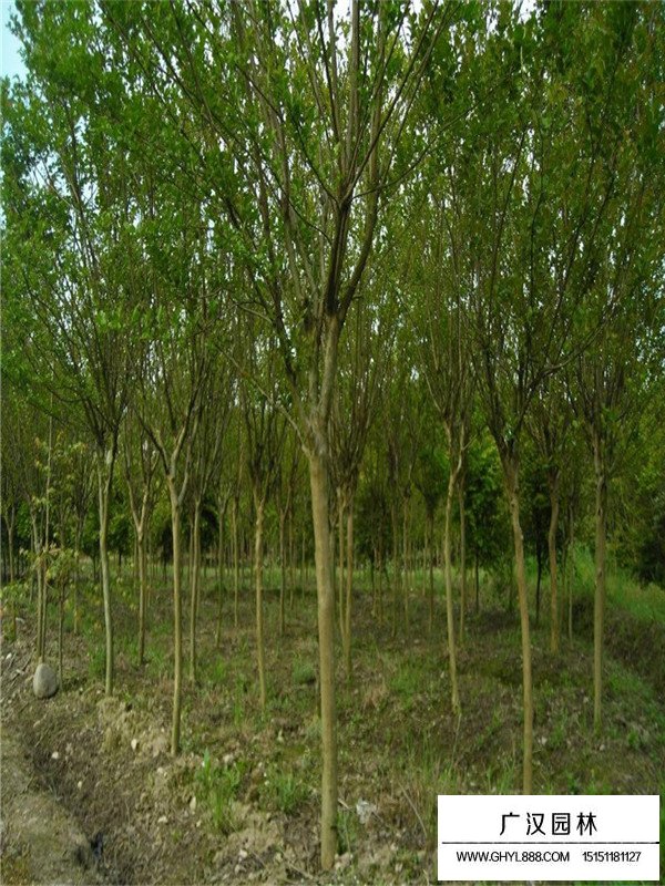 沐陽紫薇樹(圖1)
