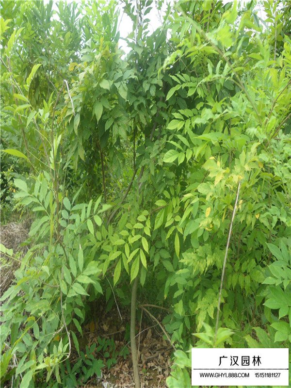 紫藤產地在哪里？(圖1)
