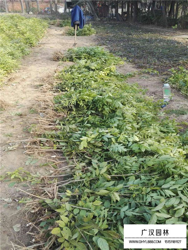 紫藤小苗是怎么種植的？(圖1)