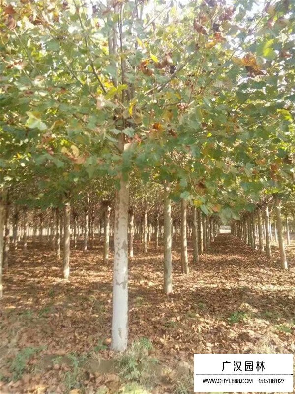 懸鈴木基地(圖1)