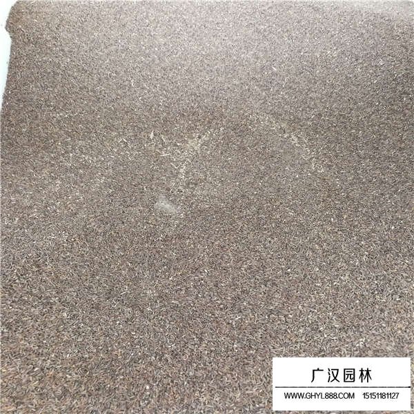 加拿大美女櫻種子的價格是多少(圖2)