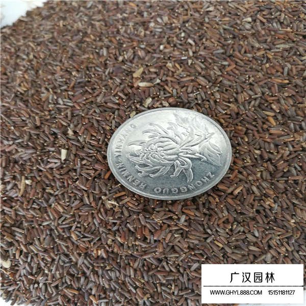 加拿大美女櫻種子的價格是多少(圖3)