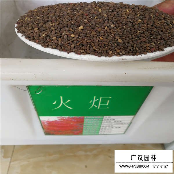 火炬樹有沒有種子(圖1)