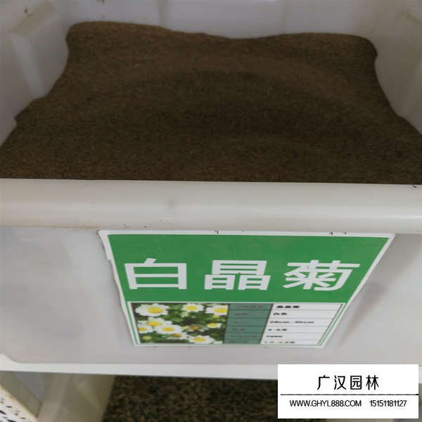 白晶菊種子如何種植(圖1)
