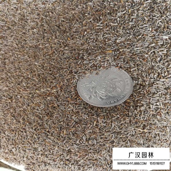白晶菊種子如何種植(圖2)
