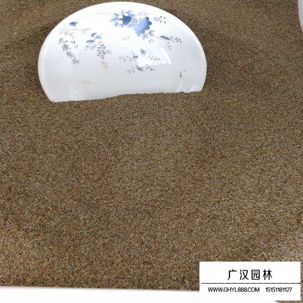 白晶菊種子如何種植(圖3)