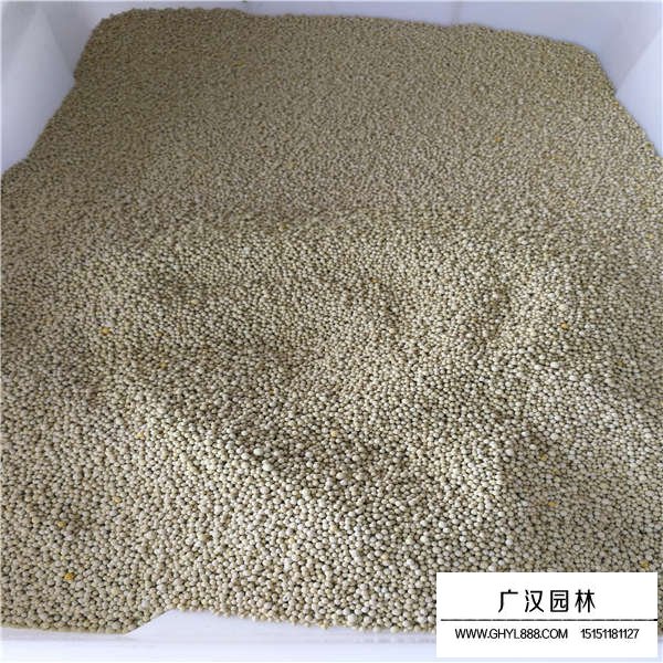 白三葉種子多少錢一斤(圖3)