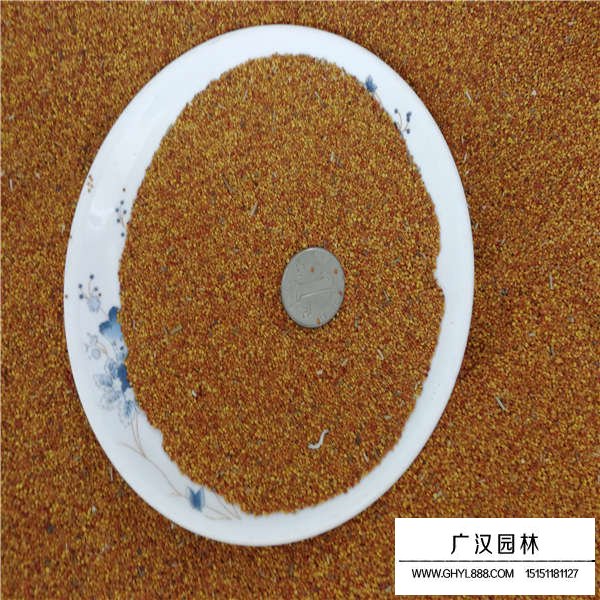 白三葉種子價格是多少(圖3)