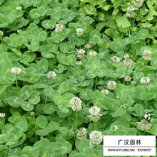 白三葉產地在哪里(圖1)