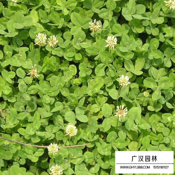 白三葉的最新價格(圖1)