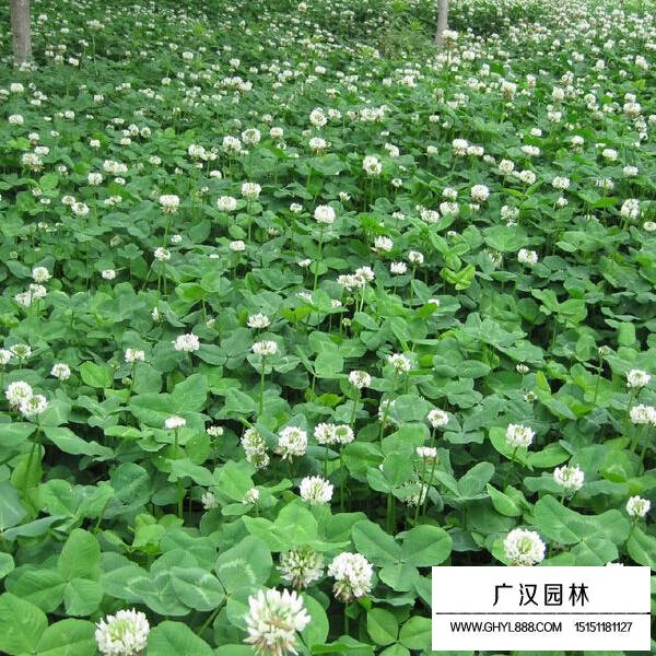 白三葉的最新價格(圖3)