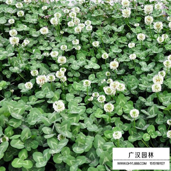白三葉的產地在哪里(圖1)