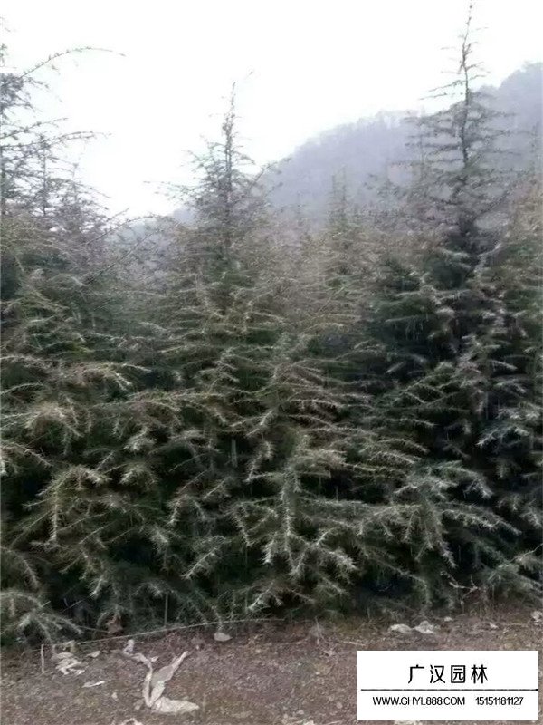 雪松價格(圖1)