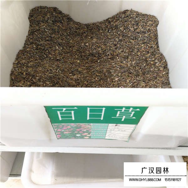 百日草種子的行情價格(圖1)