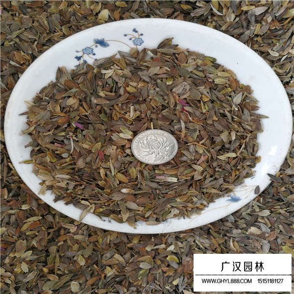 百日草種子的行情價格(圖2)