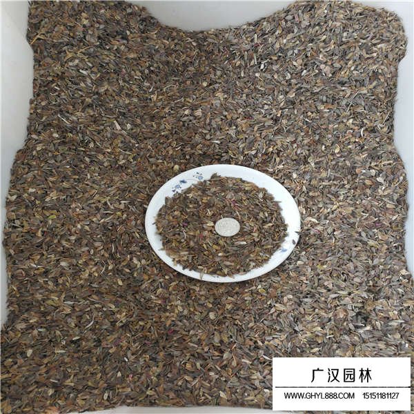 百日草種子的行情價格(圖3)
