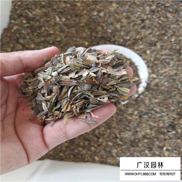 百日草種子的行情價格(圖4)