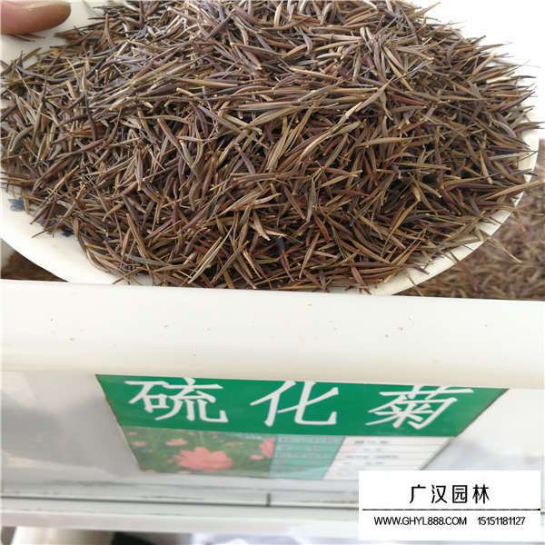 硫化菊種子多少錢一斤(圖1)