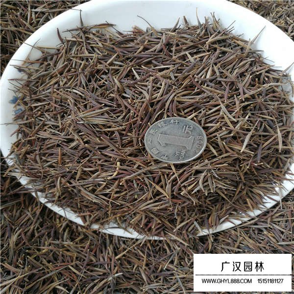 硫化菊種子多少錢一斤(圖2)