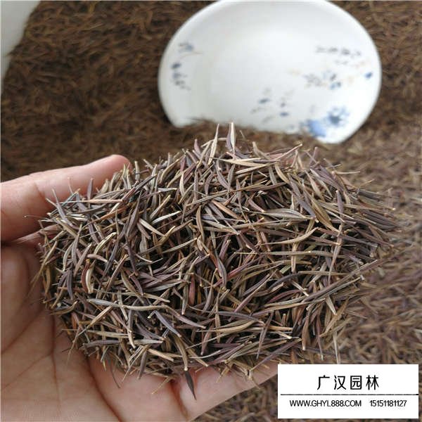 硫化菊種子多少錢一斤(圖3)