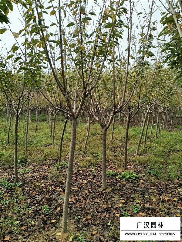 櫻花基地(圖3)