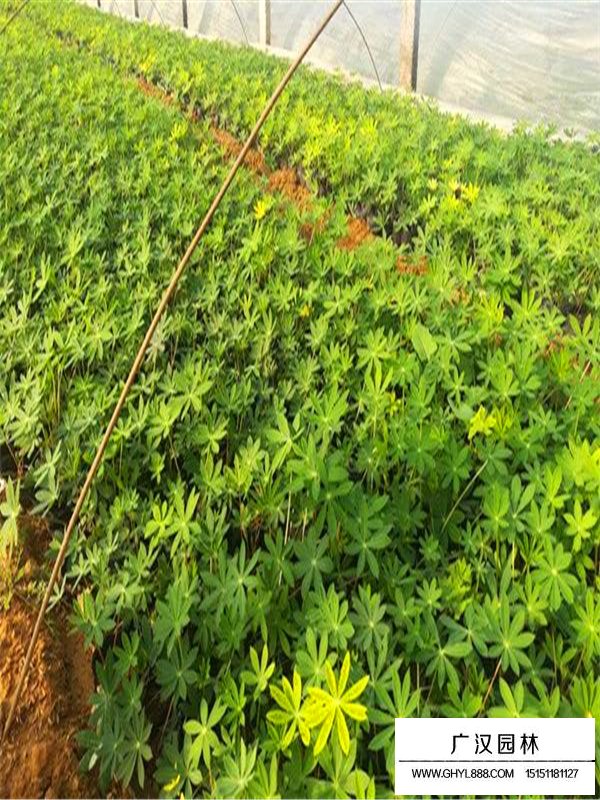 魯冰花產地在哪里(圖3)