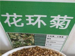 花環菊種子