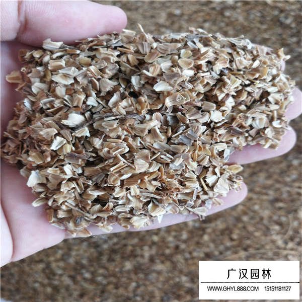 一斤花環菊種子多少錢(圖2)