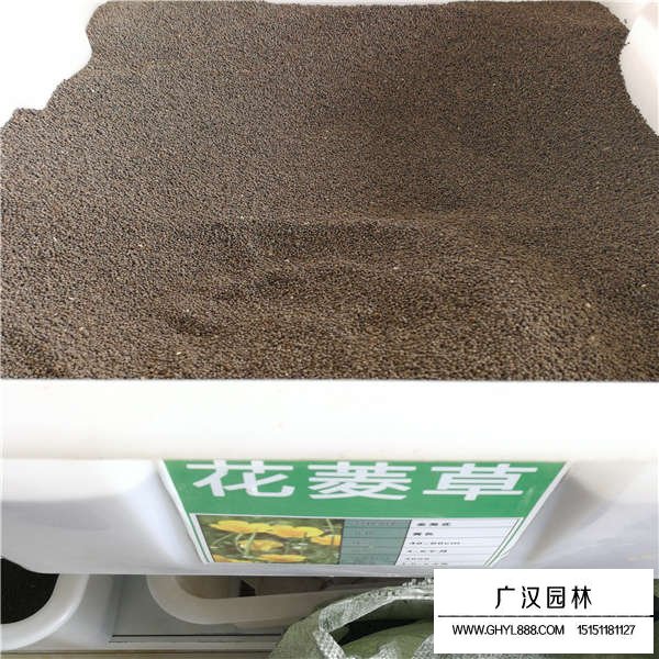 花菱草種子(圖1)