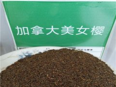 美女櫻種子