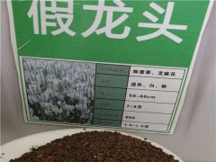假龍頭種子