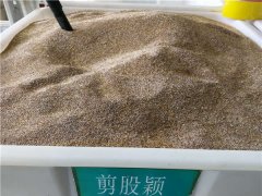 剪股穎種子