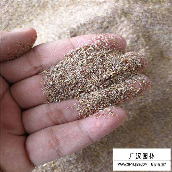 剪股穎種子(圖2)