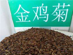 金雞菊種子