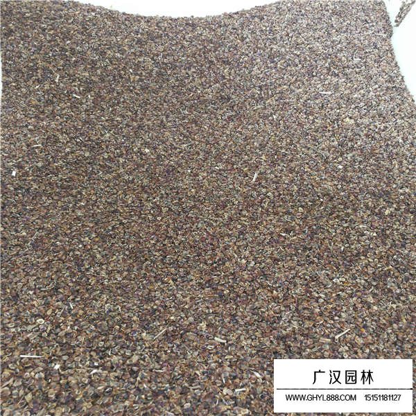 金雞菊種子(圖3)