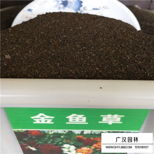 金魚草種子(圖1)