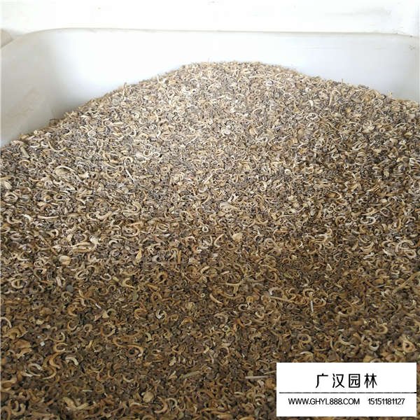 金盞菊種子(圖2)