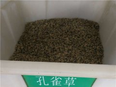 孔雀草種子